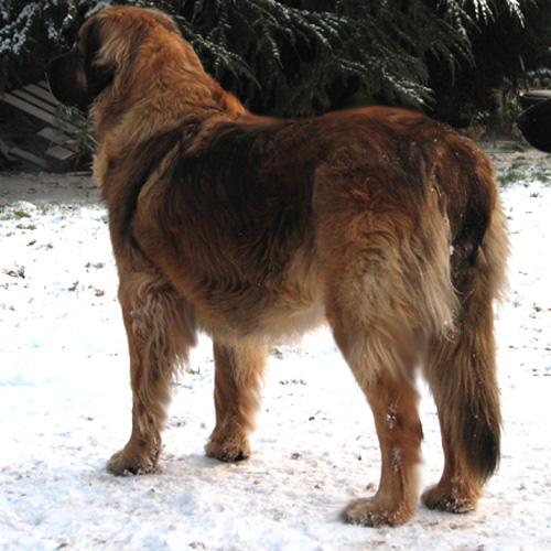 Leonberger des Neiges de Chantelouve