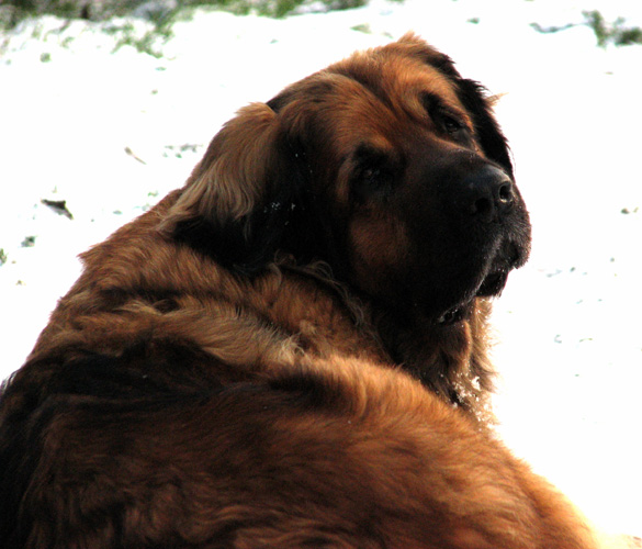 Leonberger des Neiges de Chantelouve