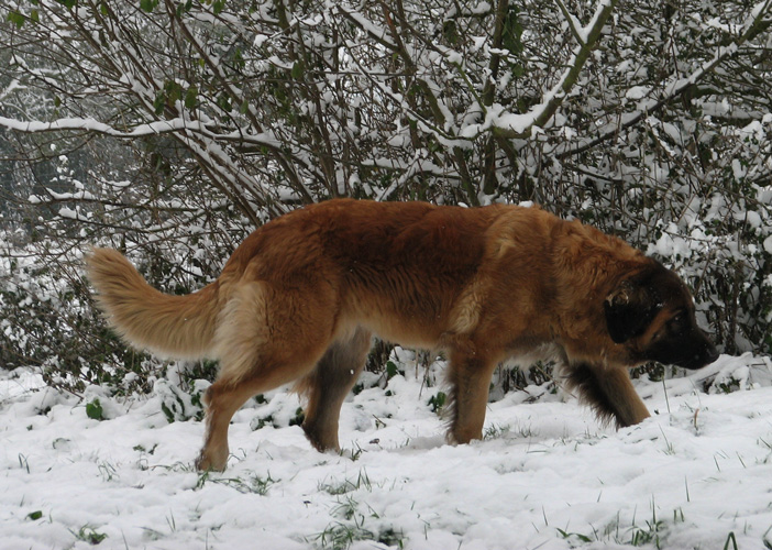 Leonberger des Neiges de Chantelouve