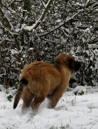 Leonberg des Neiges de Chantelouve