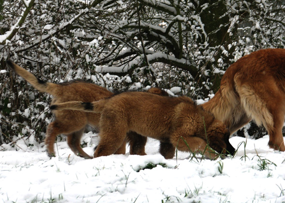 Leonberg des Neiges de Chantelouve