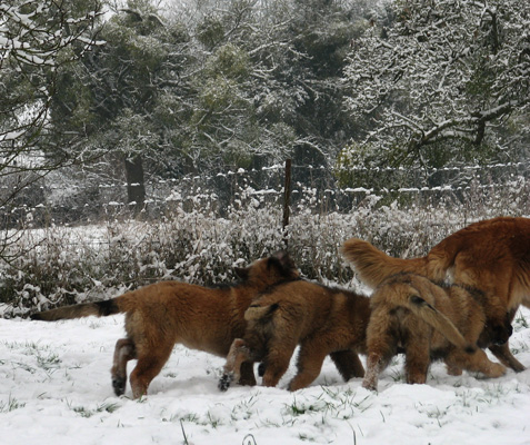 Leonberger des Neiges de Chantelouve