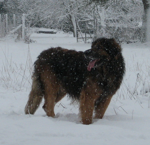 Leonberger des Neiges de Chantelouve