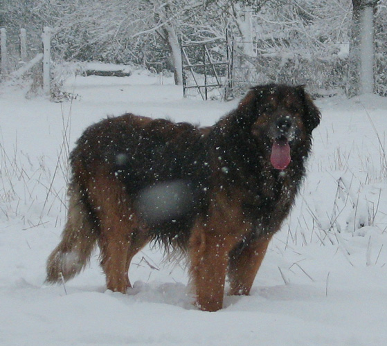 Leonberger des Neiges de Chantelouve