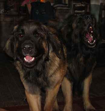 Leonberger des Neiges de Chantelouve