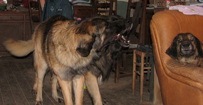 Leonberger des Neiges de Chantelouve