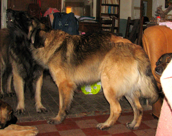 Leonberger des Neiges de Chantelouve