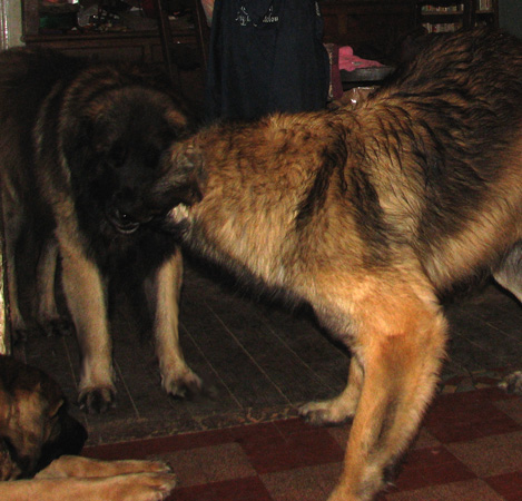 Leonberger des Neiges de Chantelouve