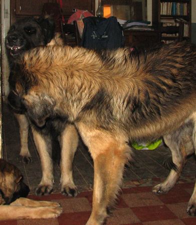 Leonberger des Neiges de Chantelouve