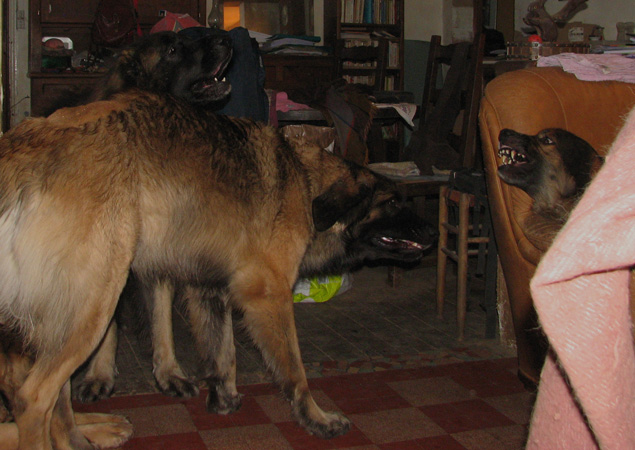 Leonberger des Neiges de Chantelouve