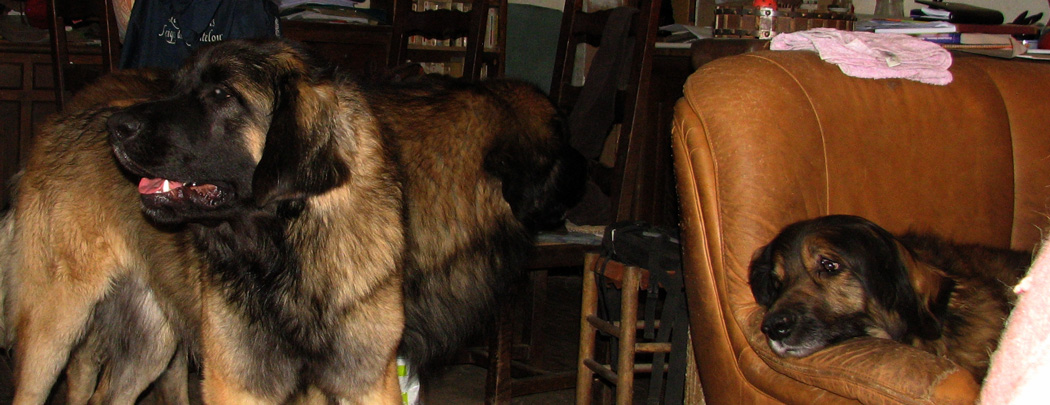 Leonberger des Neiges de Chantelouve