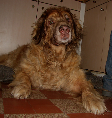 Leonberger des Neiges de Chantelouve