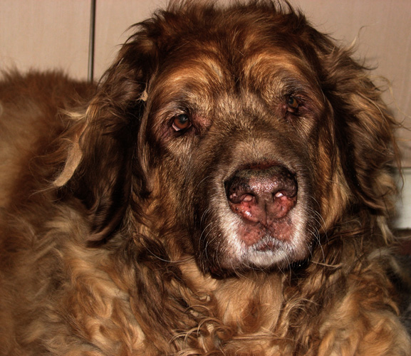 Leonberger des Neiges de Chantelouve