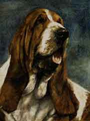 Pastel animalier. Portrait d'un Basset Hound