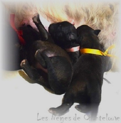 Nos chiots leonberg Bastille