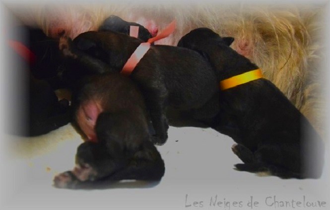 Nos chiots leonberg Bastille