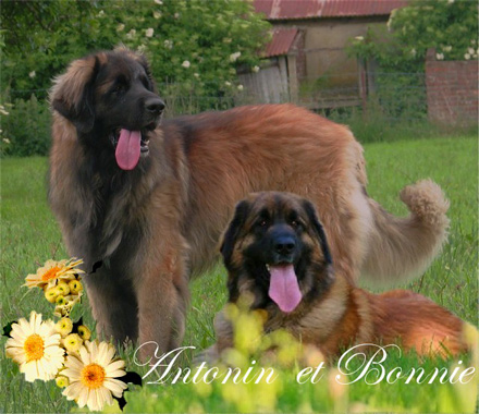 Naissance des chiots Leonberg  d'Antonin-Floréal des Neiges de Chantelouve