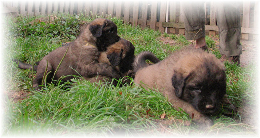 Les premiers jours des bbs leonberg Brumaire des Neiges de Chantelouve