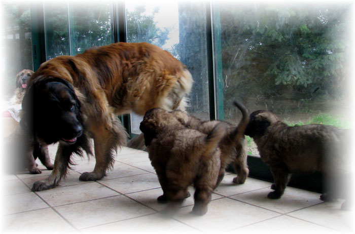 Les premiers jours des bébés leonberg Brumaire des Neiges de Chantelouve