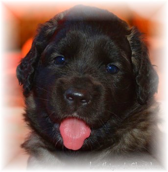 Les premiers jours des bébés leonberg Coquelicot des Neiges de Chantelouve