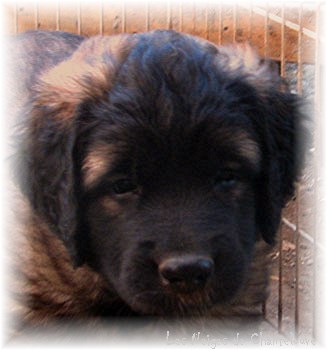 Les premiers jours des bébés leonberg Coquelicot des Neiges de Chantelouve