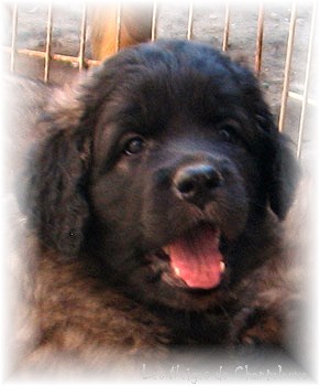 Les premiers jours des bébés leonberg Coquelicot des Neiges de Chantelouve