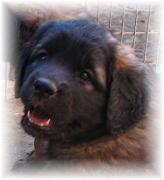 Les premiers jours des bébés leonberg Coquelicot des Neiges de Chantelouve