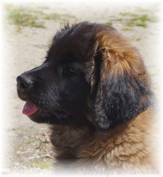 Les premiers jours des bébés leonberg Coquelicot des Neiges de Chantelouve