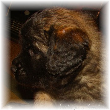 Les premiers jours des bébés leonberg Coquelicot des Neiges de Chantelouve