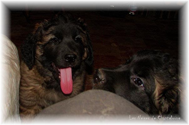 Les premiers jours des bébés leonberg Coquelicot des Neiges de Chantelouve