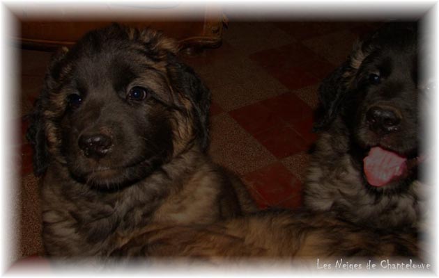 Les premiers jours des bébés leonberg Coquelicot des Neiges de Chantelouve