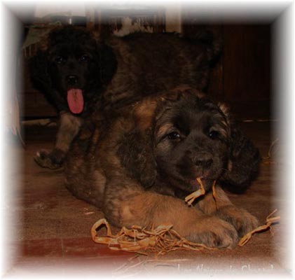 Les premiers jours des bébés leonberg Coquelicot des Neiges de Chantelouve