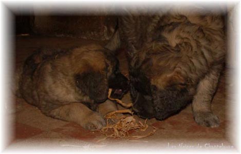 Les premiers jours des bébés leonberg Coquelicot des Neiges de Chantelouve