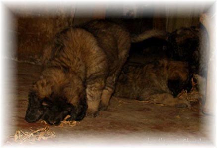 Les premiers jours des bébés leonberg Coquelicot des Neiges de Chantelouve