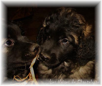 Les premiers jours des bébés leonberg Coquelicot des Neiges de Chantelouve