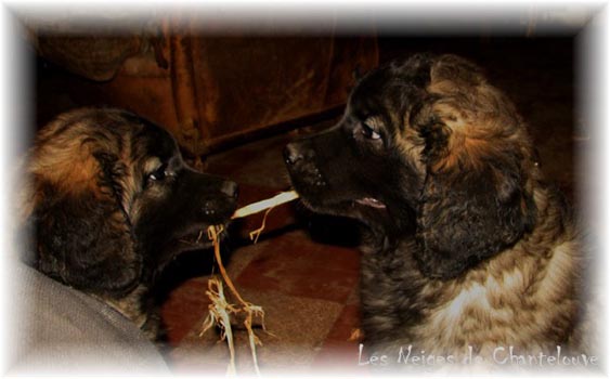 Les premiers jours des bébés leonberg Coquelicot des Neiges de Chantelouve