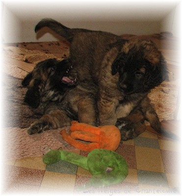 Les premiers jours des bébés leonberg Coquelicot des Neiges de Chantelouve