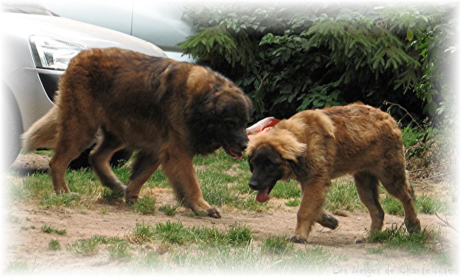 Les premiers jours des bébés leonberg Coquelicot des Neiges de Chantelouve