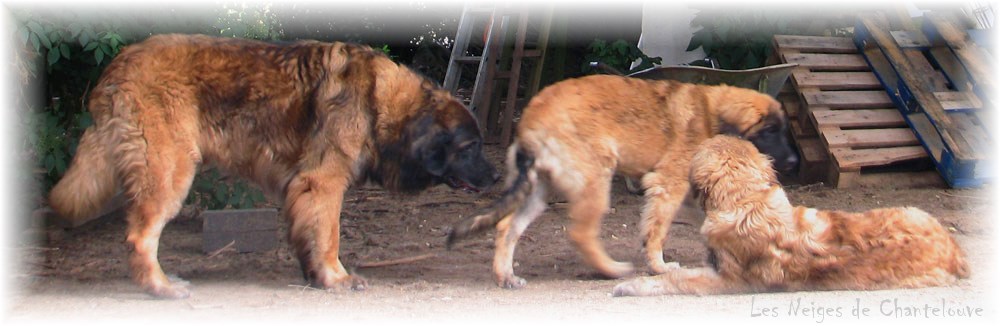 Les premiers jours des bébés leonberg Coquelicot des Neiges de Chantelouve