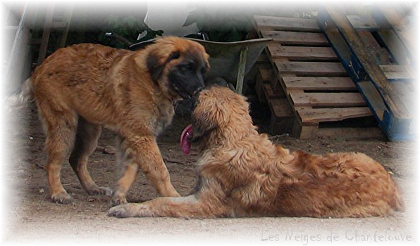 Les premiers jours des bébés leonberg Coquelicot des Neiges de Chantelouve