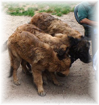 Les premiers jours des bébés leonberg Coquelicot des Neiges de Chantelouve