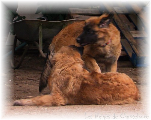 Les premiers jours des bébés leonberg Coquelicot des Neiges de Chantelouve