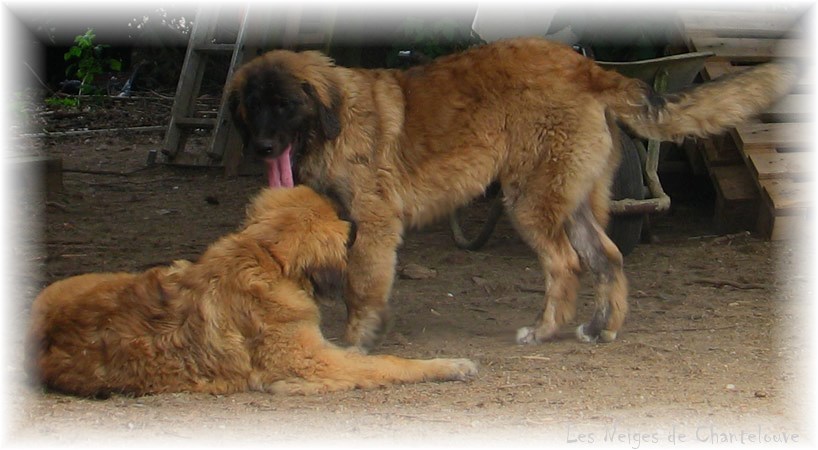 Les premiers jours des bébés leonberg Coquelicot des Neiges de Chantelouve