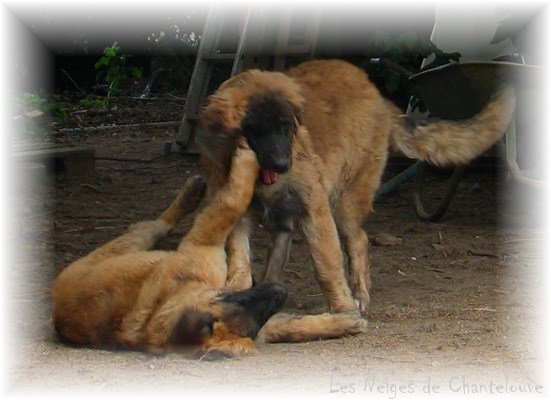 Les premiers jours des bébés leonberg Coquelicot des Neiges de Chantelouve