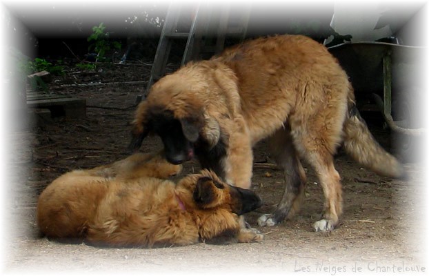 Les premiers jours des bébés leonberg Coquelicot des Neiges de Chantelouve