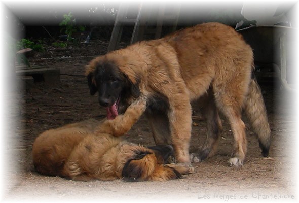 Les premiers jours des bébés leonberg Coquelicot des Neiges de Chantelouve