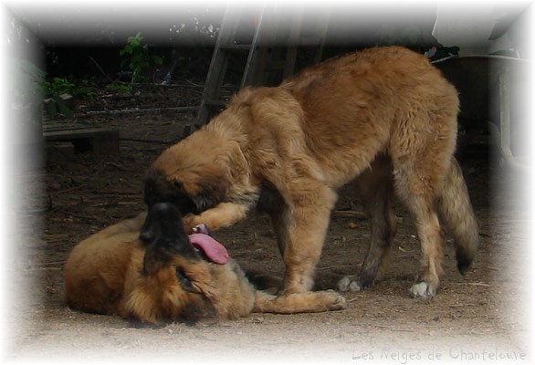 Les premiers jours des bébés leonberg Coquelicot des Neiges de Chantelouve