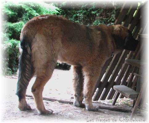 Les premiers jours des bébés leonberg Coquelicot des Neiges de Chantelouve