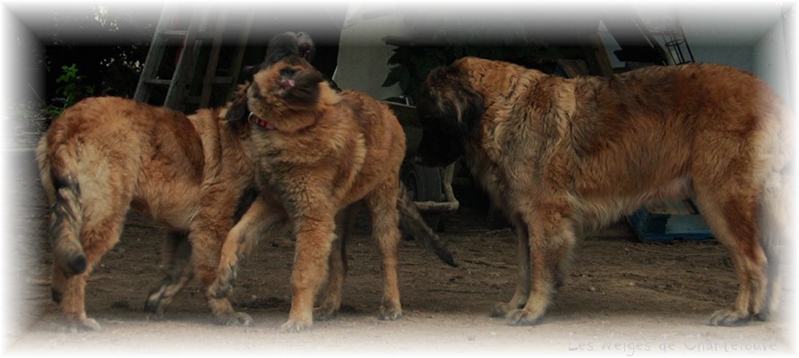 Les premiers jours des bébés leonberg Coquelicot des Neiges de Chantelouve