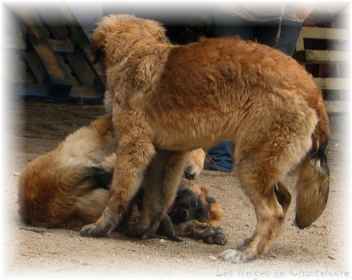 Les premiers jours des bébés leonberg Coquelicot des Neiges de Chantelouve